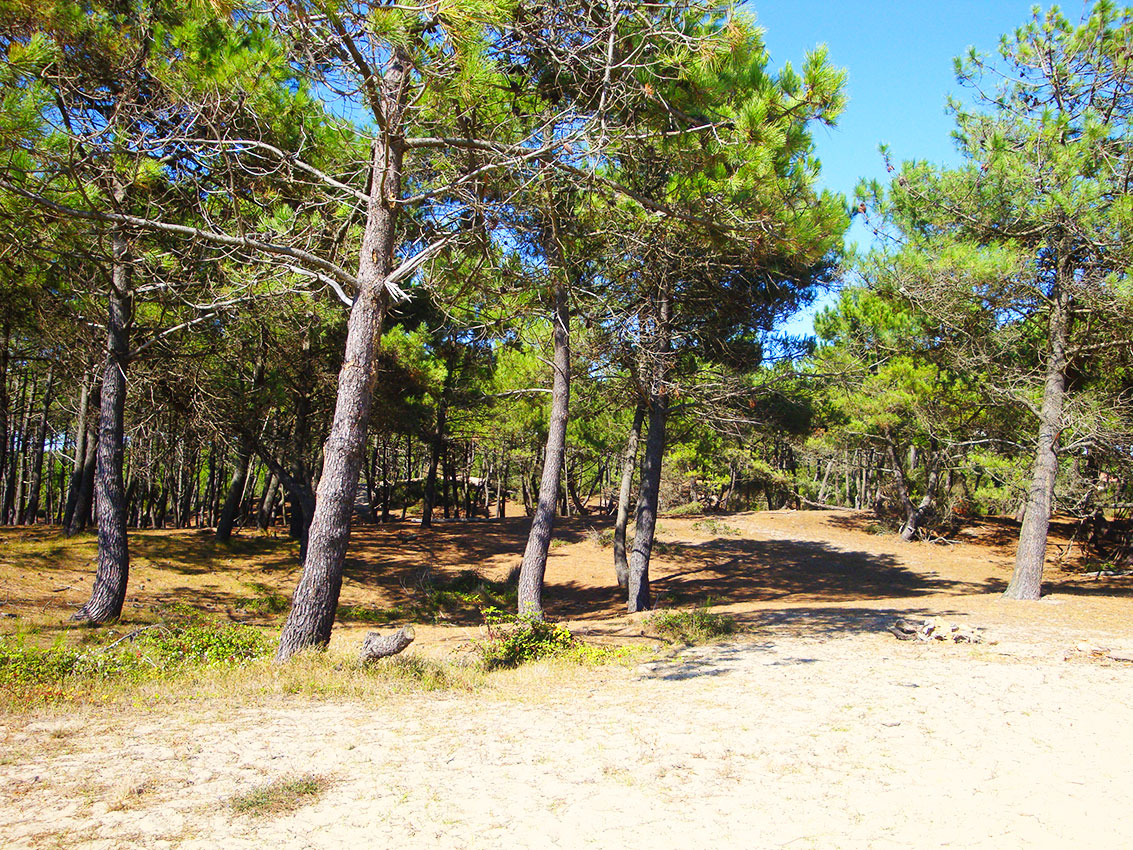 foret près du camping gironde